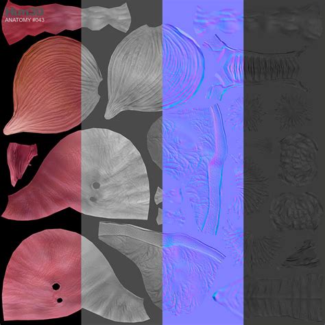 Image result for Human Reproductive System Model