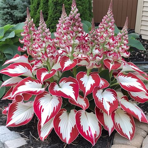 Hostas Live Plants Outdoor Perennial Grow Guide For Hostas - Perfect ...