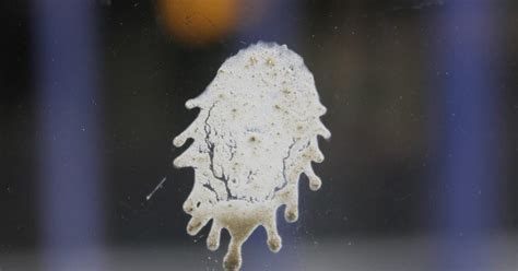 Image result for Bird Poop Reactions