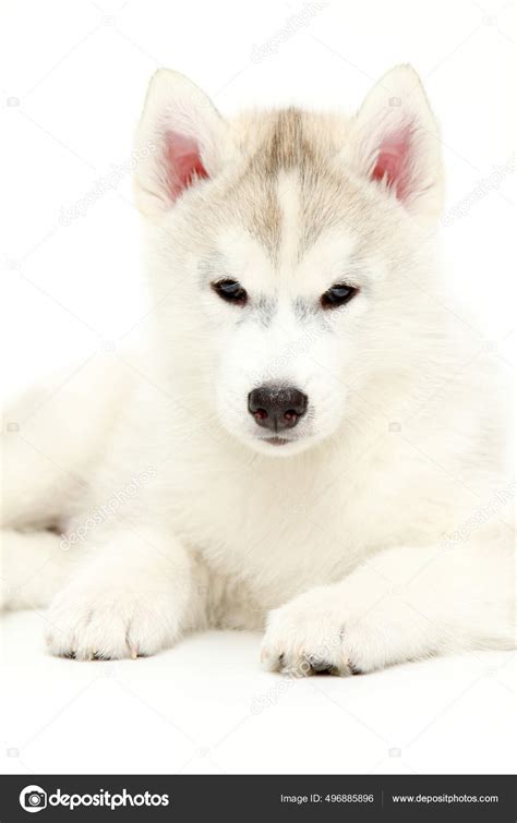 Hvit Husky Om Oss – Snøfrost Siberian Husky
