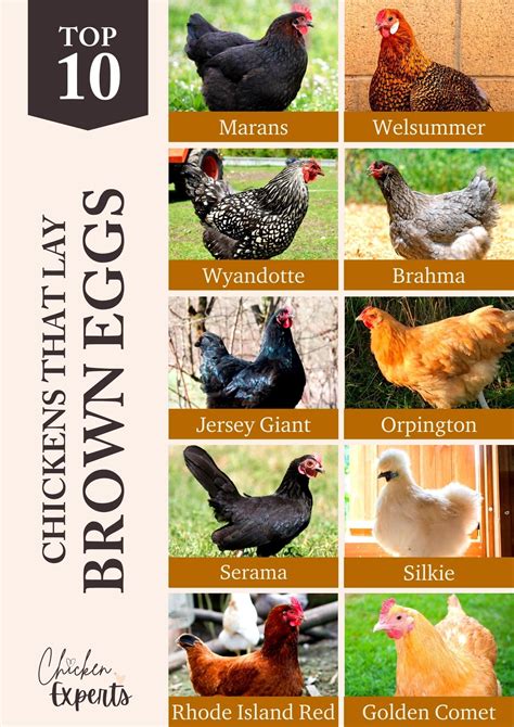 Chickens Laying Hens Breeds 9 Best Chickens For Colorful Eggs Boots