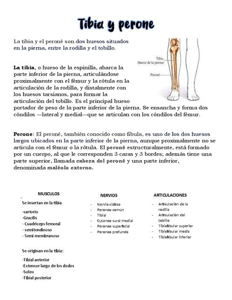 Tibia y Peroné - Resumen Anatomía y Función en la Pierna - Studocu
