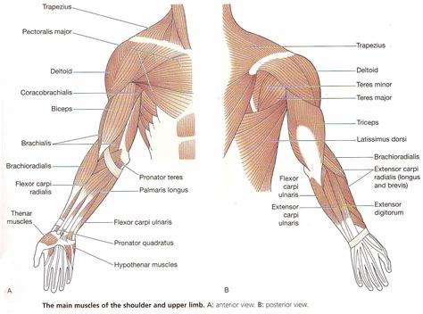 Muscle Label Of The Arm Diagram Of The ... | Cuerpo humano, Anatomía ...