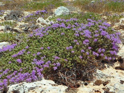 Wild Thyme — FairWild Foundation