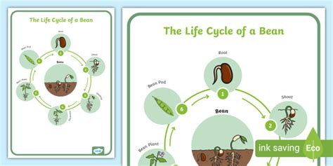 Life Cycle of a Bean Display Posters (teacher made)