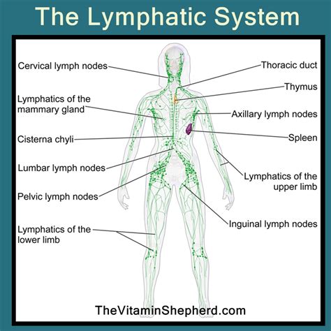 Image result for How Lymphatic System Works