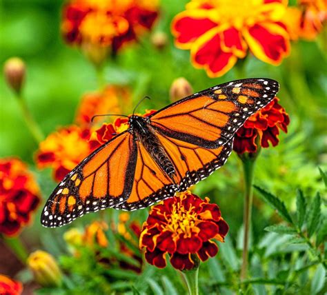 Monarch Butterfly On A Flower