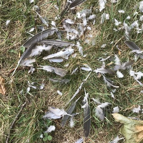 Maynard Life Outdoors and Hidden History of Maynard: Mourning Doves
