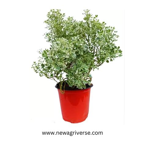 Aralia Variegated White Plant - 'Snow Bush Aralia' | Arelia Ming Indoo ...