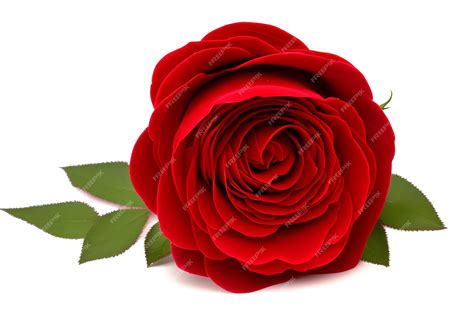 Red rose isolated on white background | Premium AI-generated image