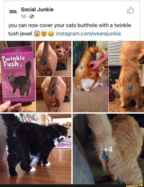 Cat Butthole Meme