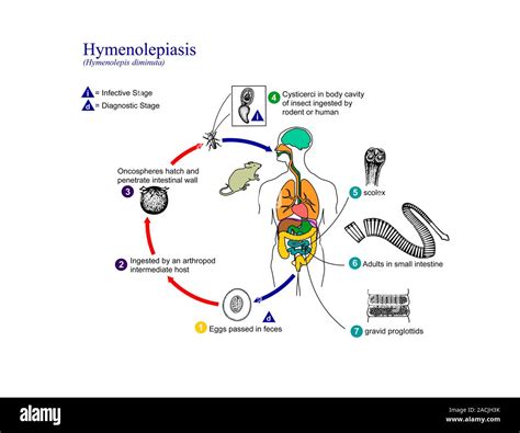Tapeworm Life Cycle Diagram