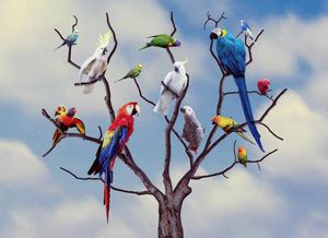 Birds Hd Nature Cute Birds Hd Matte Finish Poster Paper Print ...
