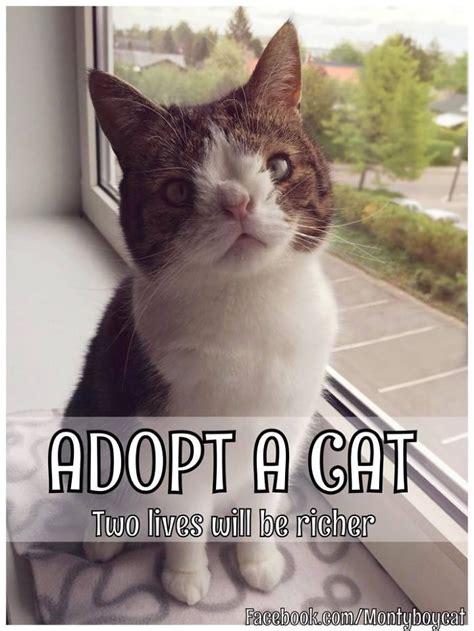 Monty Python Cat Beating 的图像结果