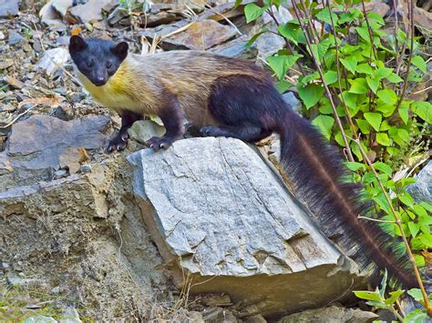 Yellow-throated Marten: Feisty, Fearless Predator of the Himalayas ...