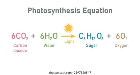 Photosynthesis Reaction Photosynthesis BBC Bitesize