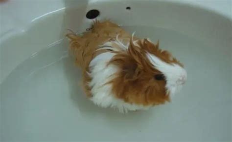 荷兰猪可以用水洗澡吗？_猪猪