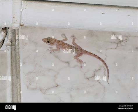 Egyptian wall gecko, geckos, house moon lizard, tiktiki, chipkali ...