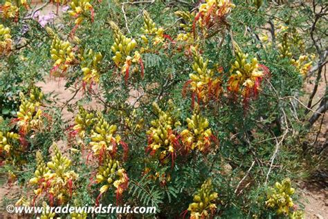 Desert Bird of Paradise - Caesalpinia gilliesii - Seeds | Birds of ...