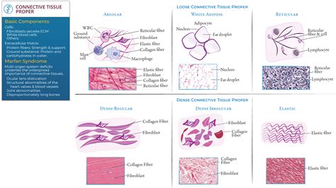 Connective Tissue Tutorial 的图像结果