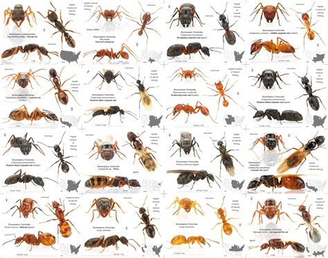 Image result for Insect Guide