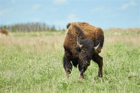 13 Well-Known Examples of Keystone Species and Their Role in The Ecosystem - (ONLY ZOOLOGY)