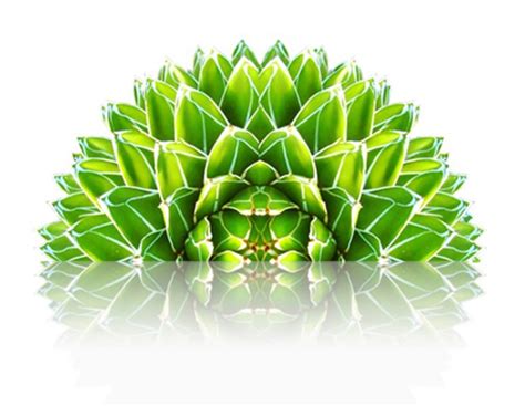 AGAVE POS - By Sigmoss Systems