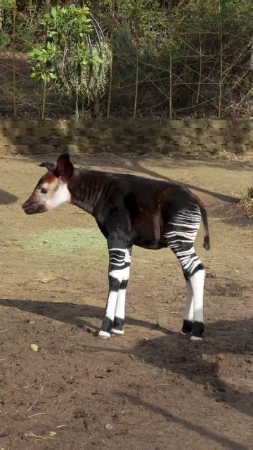 Okapi 的图像结果