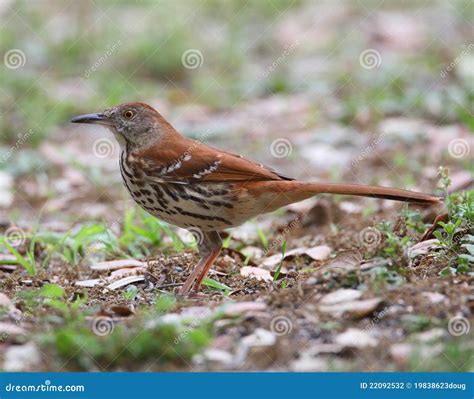 Brown Thrasher stock photo. Image of nature, spots, bird - 22092532
