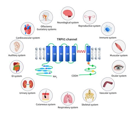 Trpv1structure Illustration 的图像结果