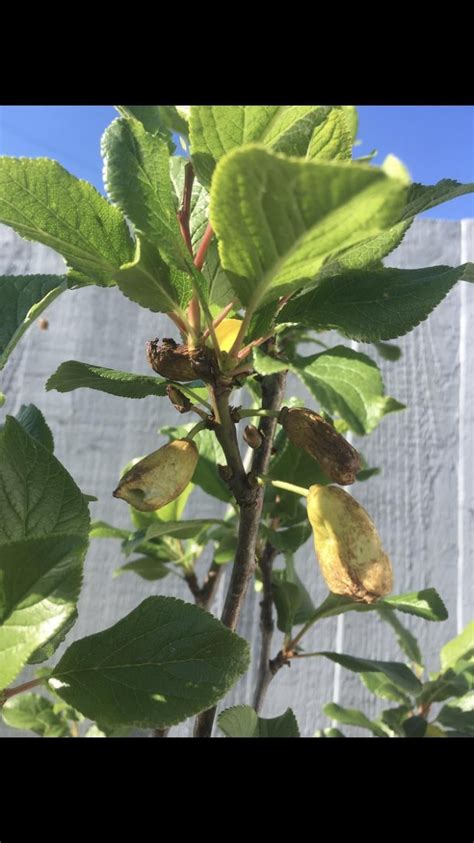 Image result for Root Rot Plum Tree