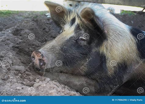 Big dirty pig stock image. Image of boar, snout, agriculture - 117906329