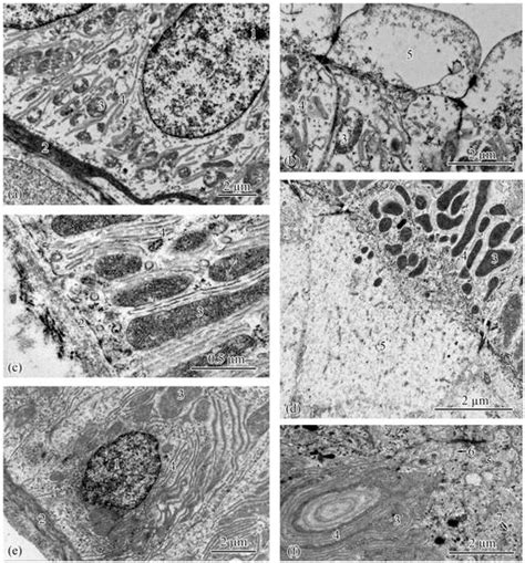Biology | May 2023 - Browse Articles
