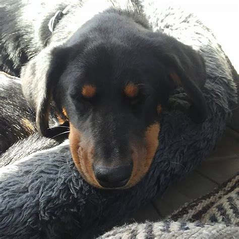 Is The Rottweiler Dachshund Mix A Reliable Family Pet?