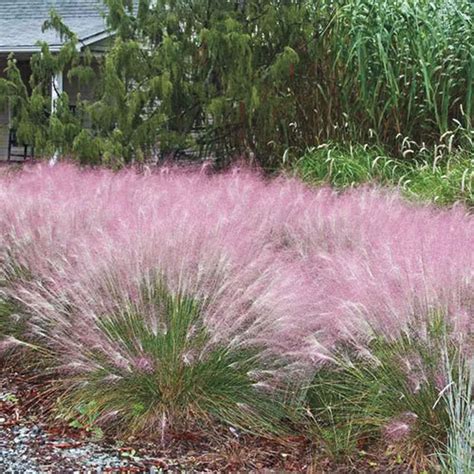 PINK Muhly Perennial Grass - mygardenchannel