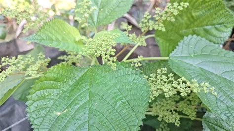 Stinging Nettle Tree 的图像结果