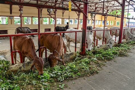 India estudia cómo lograr que la leche fluya en un mundo más caliente ...