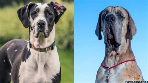 American Vs. European Great Dane: Comparison Between Them