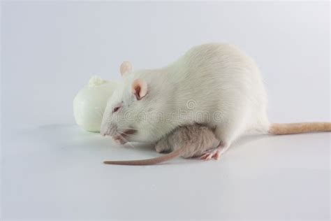 科学家让雄性老鼠孕育幼崽，实验应用了什么技术？|老鼠_新浪科技_新浪网