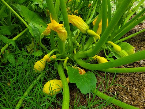 Baby Squash Plant Bush Baby Summer Squash Seed | Territorial Seed