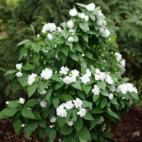 Illuminati Spice Mock Orange | Plant Addicts