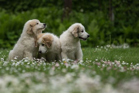 4 Fun Facts About Great Pyrenees | Greenfield Puppies