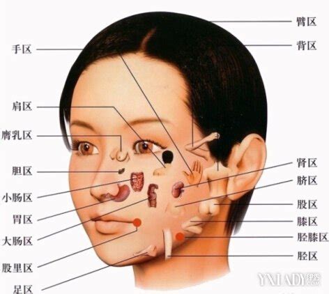 【图】脸上长痘的图解 让痘痘告诉你身体哪里生病了(2)_脸上长痘的图解_伊秀美容网|yxlady.com