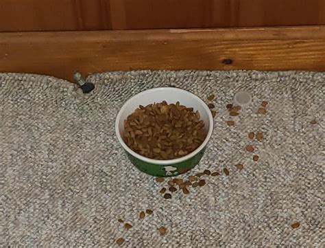 Please feed me! The bowl you filled 6 hours ago is empty! : r ...