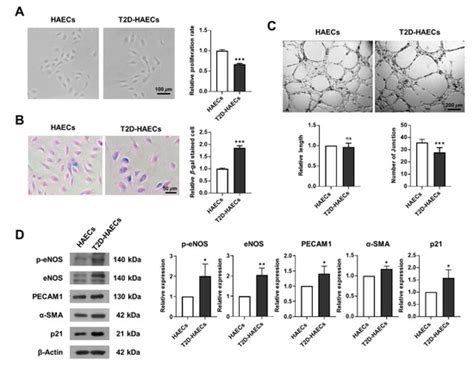 Low-Dose Radiation Affects Cardiovascular Disease Risk in Human Aortic ...