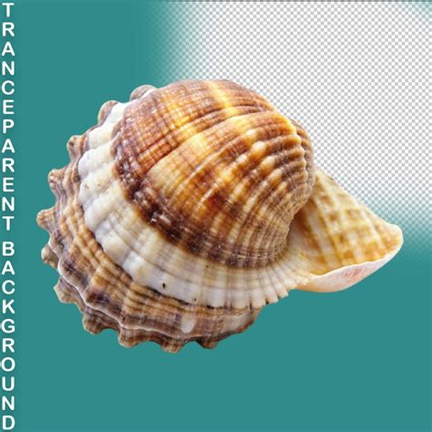 Image result for Shells without Backround