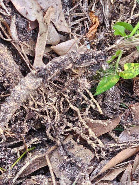 Image result for Hibiscus Root System