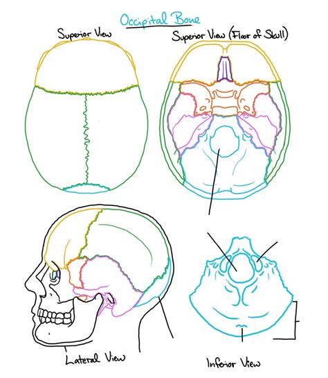 Occipital Bone Anatomy Diagram | Quizlet