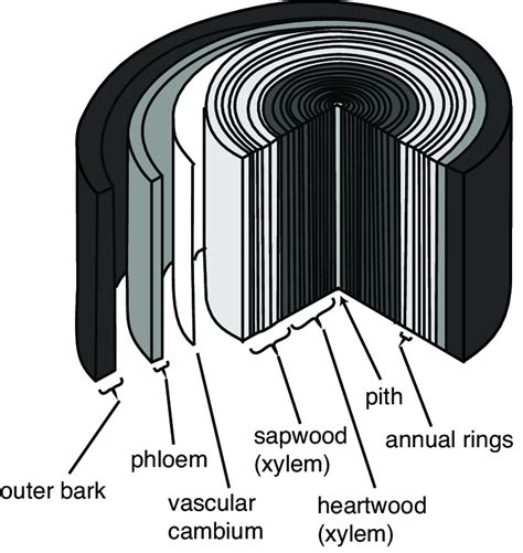 Tree Stem 的图像结果