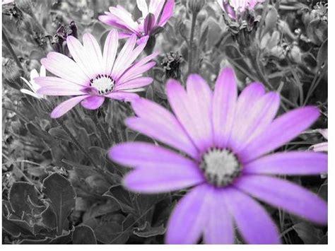 Image result for Isolated Color Photography